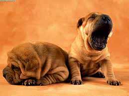 Shar pei dog breed